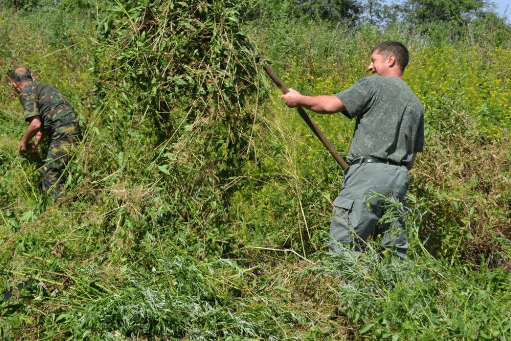 30 килограммов дикорастущей конопли уничтожили на территории Костино-Быстрянского сельского поселения