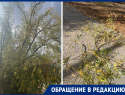 Ветки упали на голову жительнице Морозовска в «Текстере»