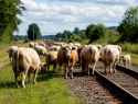 Прогон животных вблизи путей может стоить морозовчанам не только денег, но и свободы