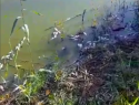 Специалисты минприроды проверили информацию о гибели рыбы в реке Быстрая в Морозовске