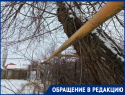 «Если рухнет - весь двор останется без газа»: морозовчане бьют тревогу из-за опасного дерева у жилого дома