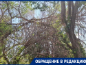 Опасные ветки угрожают жителям Морозовска на улице Коммунистической