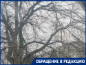 Опасные ветки нависли над головами у гимназии: родители бьют тревогу