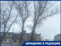 Опасный тополь у дороги: жители Морозовска снова просят спасти их от беды