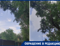 «Пока не случилась беда»: старые деревья просят спилить жители Морозовска 