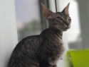 Породистый котенок найден в Морозовске 