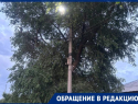 «Мы боимся за собственную жизнь»: спилить опасное дерево умоляют жители Морозовска 