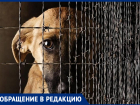 Какое наказание предусматривает законодательство РФ за убийство и издевательство над животными? - морозовчанка