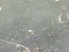 Рыба дохнет прямо на глазах: читатель "Блокнота Морозовска" показал на видео, что сейчас происходит на реке Быстрой