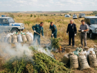В Морозовском районе уничтожили десятки килограммов дикорастущей конопли