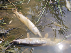 Снова в реке Быстрой в Морозовске начала массово умирать рыба
