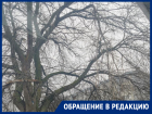 Опасные ветки нависли над головами у гимназии: родители бьют тревогу