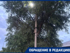 «Мы боимся за собственную жизнь»: спилить опасное дерево умоляют жители Морозовска 