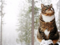 Морозовчанам снова обещают похолодание и снегопад