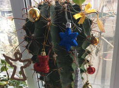 Самой оригинальной ёлкой Морозовска в наступившем 2018 году стал кактус