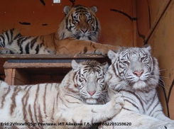 Тигры, пантеры, леопарды: в Морозовск приехал зоопарк «Леон»