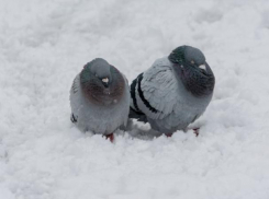 Опять похолодание: неделя начнется для Морозовска с весенним морозом