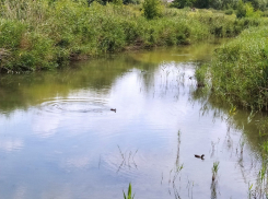 Министерство природы направило в районную администрацию информацию о мерах, необходимых для улучшения экологического состояния реки Быстрая 