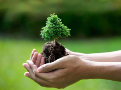 Морозовчан пригласили принять участие в озеленении родного города