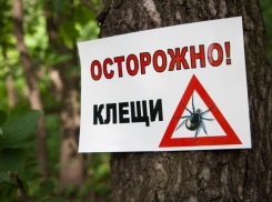 За медицинской помощью по поводу укуса клещами в Ростовской обратилось 2944 человека