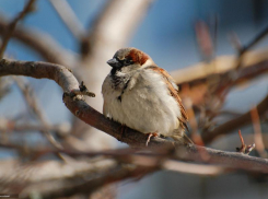 Переменную облачность и до +3 градусов тепла обещают морозовчанам днем, 4 января