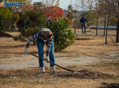 Город зовут озеленять: морозовчан приглашают массово сажать деревья