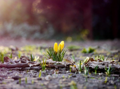 Потепление до +17 обещают синоптики в четверг, 23 марта