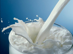 Молоко из станицы Тацинской для исследований будут доставлять в ветеринарную лабораторию Морозовского района