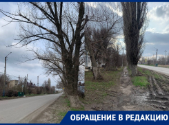 «Ветви тополей падают людям на головы»: морозовчанка обратила внимание на состояние деревьев по Ворошилова