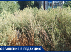 Амброзия да лебеда: старший многоквартирного дома на улице Истомина показал фото своего двора