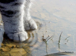 Конец рабочей недели в Морозовске окажется дождливым