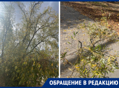 Ветки упали на голову жительнице Морозовска в «Текстере»