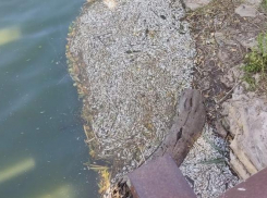 Много мертвой рыбы снова всплыло на реке Быстрой в Морозовске