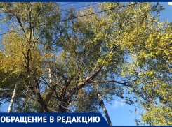 Снова приехали и ничего не опилили! - морозовчанка напомнила о дереве, ставшем угрозой для безопасности