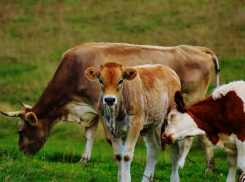 Жителей Гагаринского сельского поселения предупредили о недопущении  безнадзорного выпаса крупого и мелкого рогатого скота
