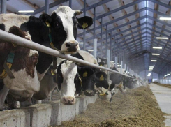 676 миллионов инвестиций направили на строительство животноводческого комплекса в Морозовском районе