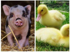 Африканская чума свиней и птичий грипп: в Ростовской области появились случаи опасных заболеваний животных
