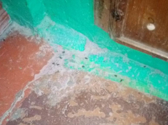 Новая беда дома №85 - мухи мертвые