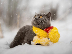 Погода вновь порадует морозовчан снегопадом