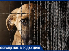 Какое наказание предусматривает законодательство РФ за убийство и издевательство над животными? - морозовчанка