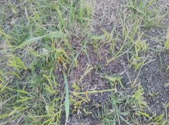 Спортсмены посадили траву на стадионе в Морозовске