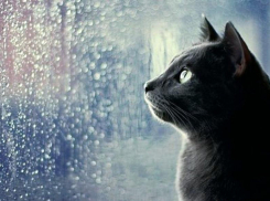 Первый день нового года в Морозовске будет дождливым и немного ветреным