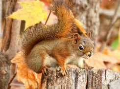 Небольшое потепление обещают морозовчанам в пятницу, 13 октября