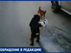 Ребенок приходит испуганный до истерики и говорит, что хочет переехать в другой город! - морозовчанка о бродячих собаках