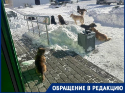 Свора бездомных собак держит в страхе жителей Морозовска 