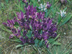 Занесенный в красную книгу «Касатик карликовый» еще растет на территории Морозовского района 