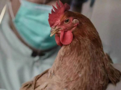 Более 230 тысяч домашних птиц было привито от гриппа на Дону к началу марта