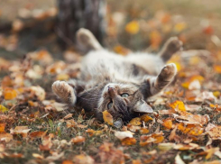 Теплая солнечная погода ожидается в Морозовске в воскресенье