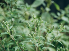 Большой очаг амброзии нашли в Морозовском районе