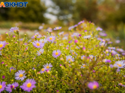 Вся предстоящая неделя в Морозовске будет теплой